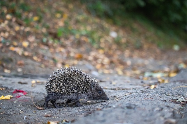专业的学生 专业的学生
